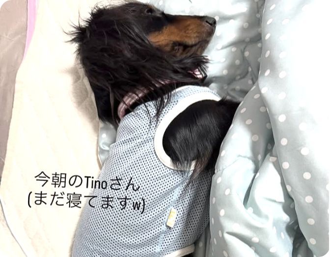 リカバリーマットで眠るTinoちゃん