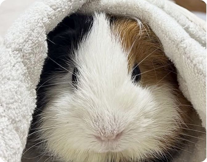 リカバリーマットで眠るモルモット