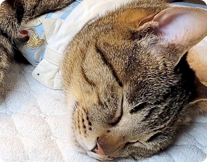 リカバリーマットで熟睡する猫まろん